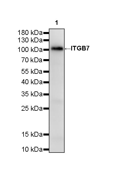 ITGB7 Recombinant Rabbit mAb (S-4138)
