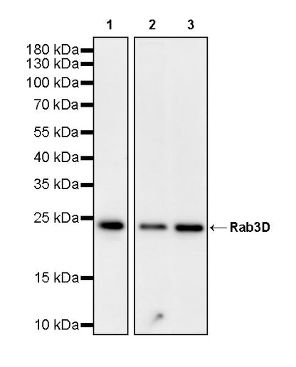 Rab3D Recombinant Rabbit mAb (S-4406-22)