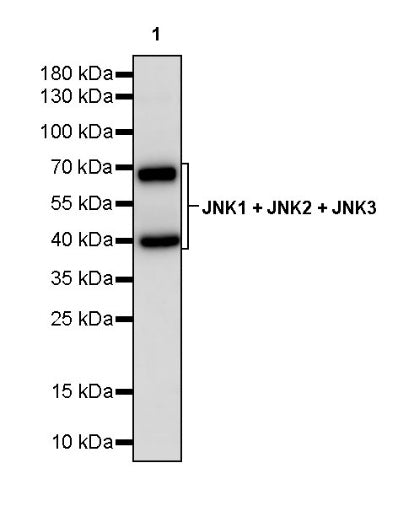 JNK1 + JNK2 + JNK3 Recombinant Rabbit mAb (S-3385)