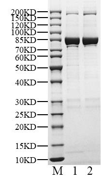 PAK2 His&GST&Strep Tag Protein, Human