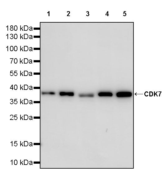 CDK7 Recombinant Rabbit mAb (S-2739-124)