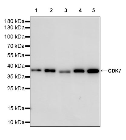 CDK7 Recombinant Rabbit mAb (S-2739-124)