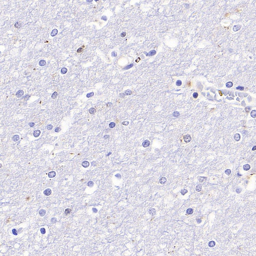 Cyclin B1 Recombinant Rabbit mAb (S-1407-224)