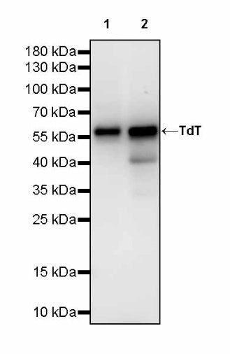 TdT Recombinant Mouse mAb (SDT-4203)