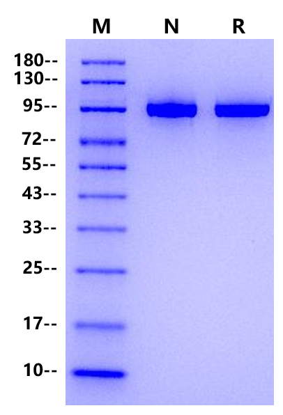 T4 DNA Polymerase