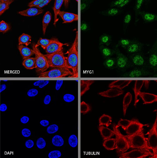 MYG1 Recombinant Rabbit mAb (S-2248-25)
