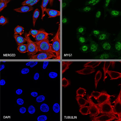 MYG1 Recombinant Rabbit mAb (S-2248-25)