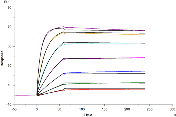 TNF-α Protein, Human