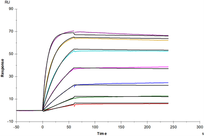 TNF-α Protein, Human