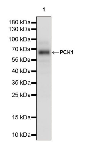 PCK1 Recombinant Rabbit mAb (S-2350-30)