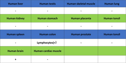 ADAM22 Recombinant Rabbit mAb (S-3201-8)