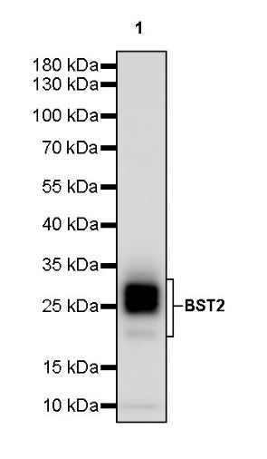 BST2 Recombinant Rabbit mAb (S-1950-247)