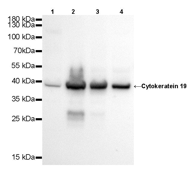 Cytokeratin 19 Recombinant Rabbit  mAb,PBS Only (SDT-107-19)