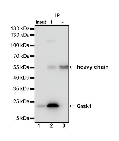 Gstk1 Recombinant Rabbit mAb (S-R341)