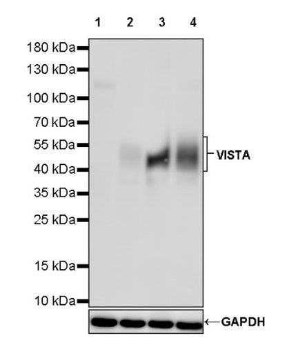 VISTA Recombinant Rabbit mAb (S-1469-72)