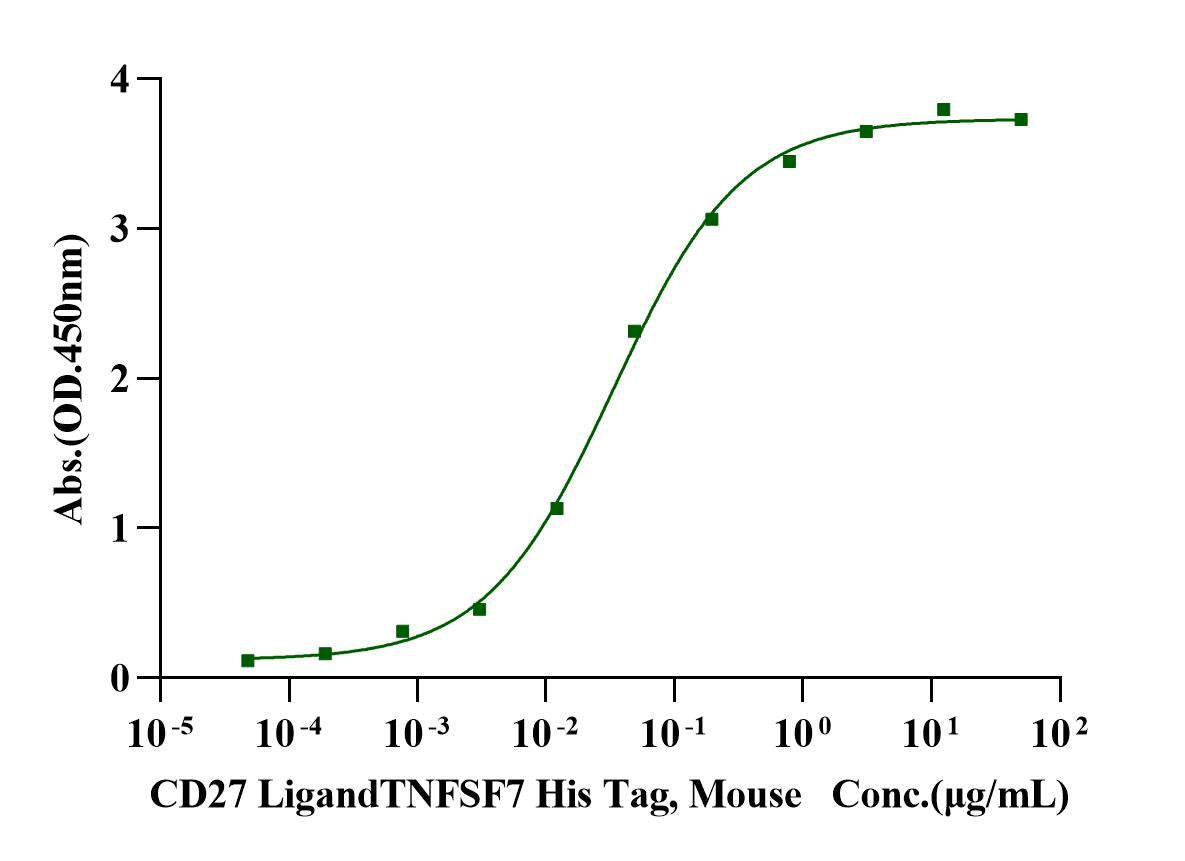 CD27 Fc Chimera Protein, Mouse