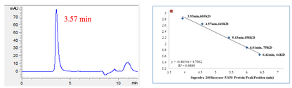 USP29 Protein