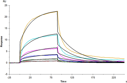 Fc γ RIV/CD16-2 His Tag Protein, Mouse