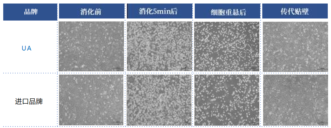 Recombinant Trypsin LS