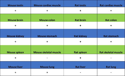 GSK3β Recombinant Rabbit mAb (S-1209-102)