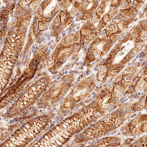 Flotillin 1 Rabbit Polyclonal Antibody