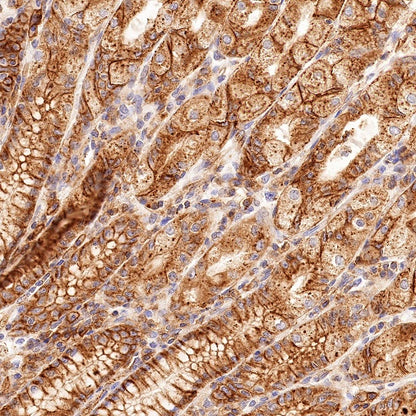 Flotillin 1 Rabbit Polyclonal Antibody