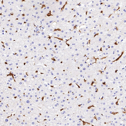 Sialoadhesin/CD169 Recombinant Rabbit mAb (SDT-3228-8)