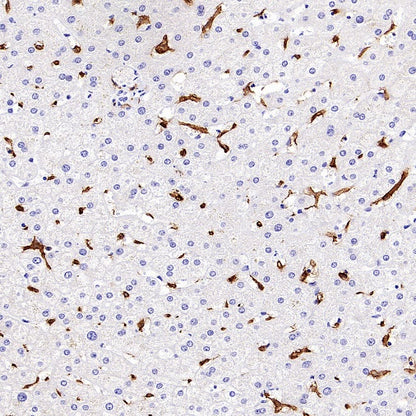 Sialoadhesin/CD169 Recombinant Rabbit mAb (SDT-3228-8)