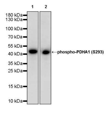 Phospho-PDHA1 (S293) Recombinant Rabbit mAb (S-1729-25)