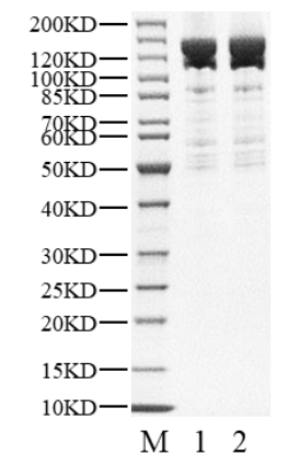 p85/p110(E545K) Protein, Human