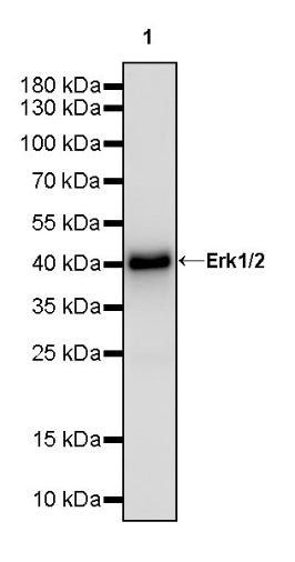 Erk1/2 Recombinant Rabbit mAb (S-3178)