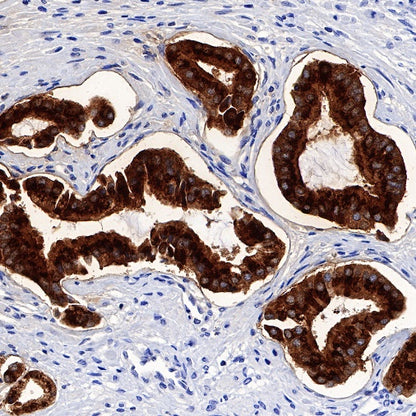 Neuropeptide Y Recombinant Rabbit mAb (S-1104-18)