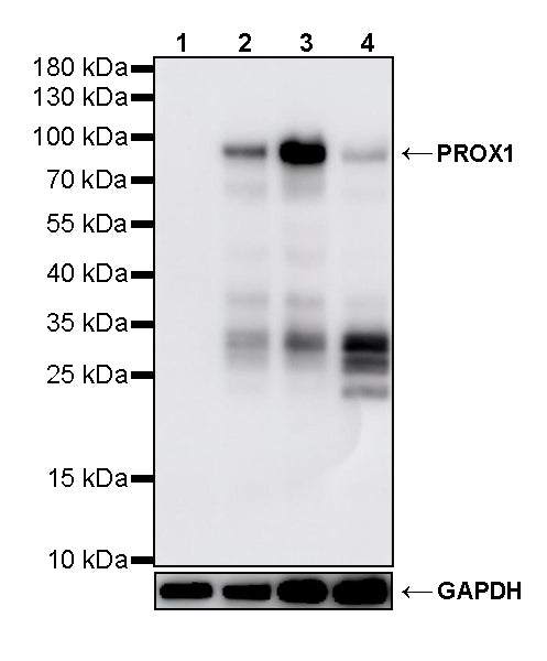 PROX1 Mouse mAb