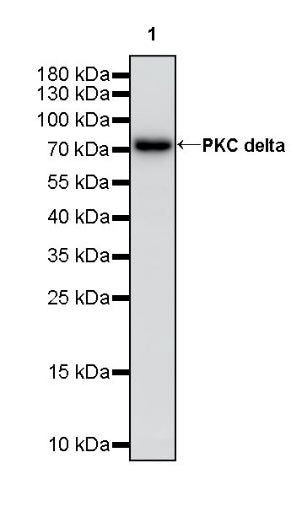 PKC delta Recombinant Rabbit mAb (S-2563-26)