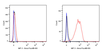 IMP-3 Recombinant Rabbit mAb (S-439-10)