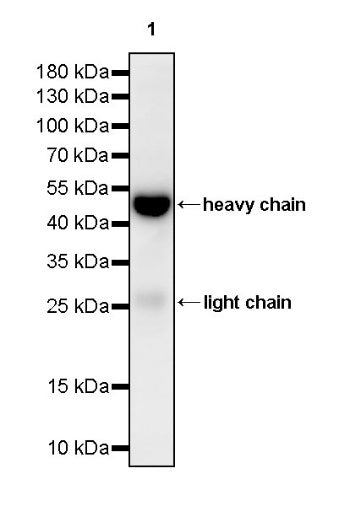 Rabbit Anti-Anti-Human/Mouse/Rat IgG (heavy chain specific)