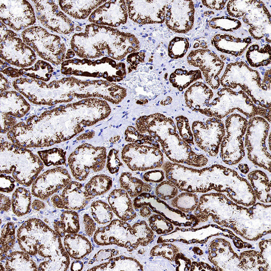 COXIV Recombinant Mouse mAb (S-5528)