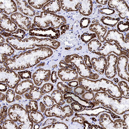COXIV Recombinant Mouse mAb (S-5528)