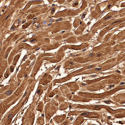 Myoglobin Recombinant Rabbit mAb (S-6197)