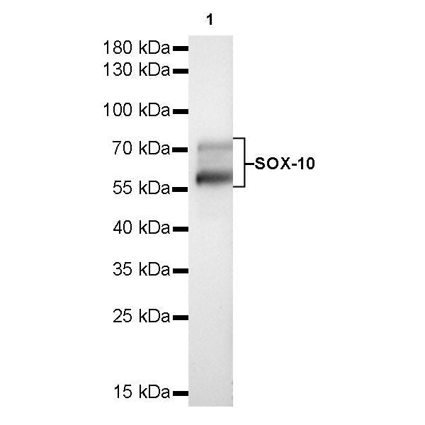 Product image media