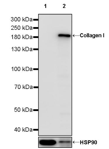 Collagen I Recombinant Rabbit mAb (S-1473-5)