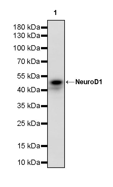 NeuroD1 Recombinant Rabbit mAb (SDT-3843-59)