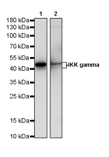 IKK gamma Recombinant Rabbit mAb (S-1359-118)