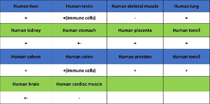 CD74 Recombinant Rabbit mAb (S-4524-58)