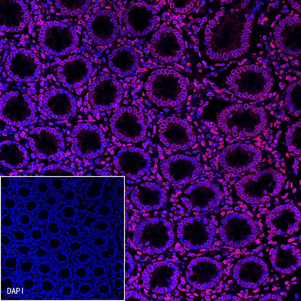 S-RMab®Lamin B2 Recombinant Rabbit mAb (S-951-70)