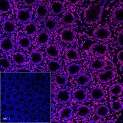 S-RMab®Lamin B2 Recombinant Rabbit mAb (S-951-70)