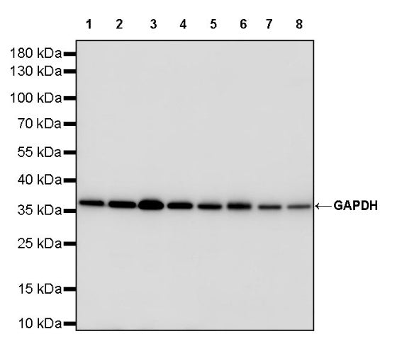 S-RMab® GAPDH Recombinant Rabbit mAb (S-240-147)