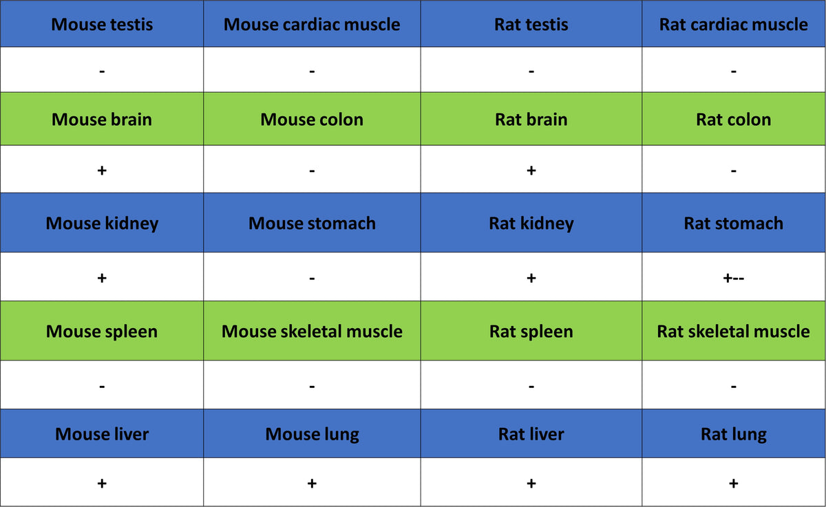 SCD Recombinant Rabbit mAb (S-4467-1)