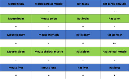 SCD Recombinant Rabbit mAb (S-4467-1)