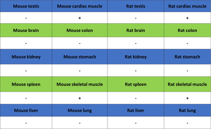 MYH7 Recombinant Rabbit mAb (S-4468-32)